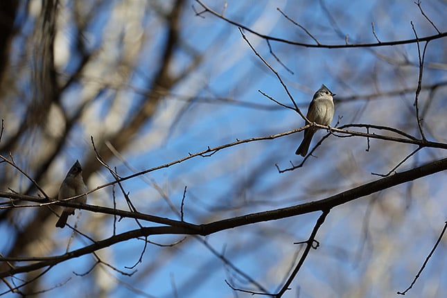 RF 100-500mm: 300mm, F6.3, 1/1250s, ISO 640