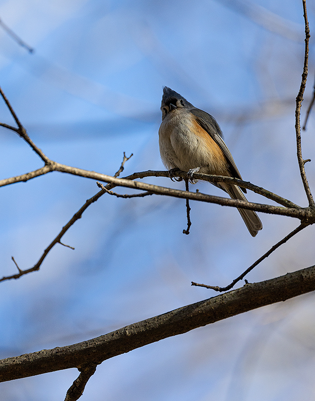 RF 100-500mm: 500mm, F7.1, 1/1250, ISO 800 (Image edited in Lightroom. Click to see original.)