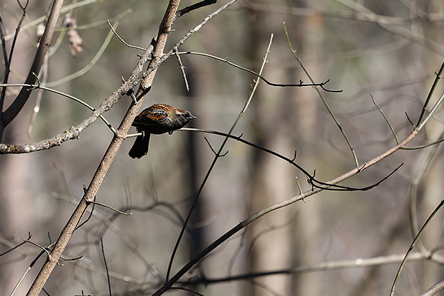 RF 100-500mm: 500mm, F7.1, 1/1250s, ISO 1000 (JPEG, cropped)