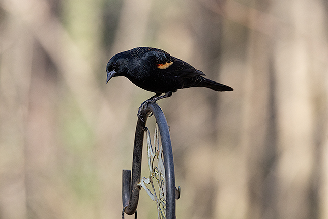 RF 100-500mm: 400mm, F7.1, 1/1600s, ISO 2500 (Image edited in Lightroom. Click to see original.)