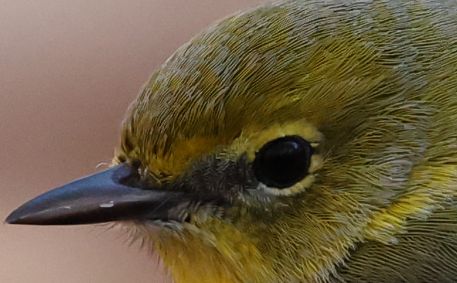 JPEG crop - Standard In-Camera Noise Reduction