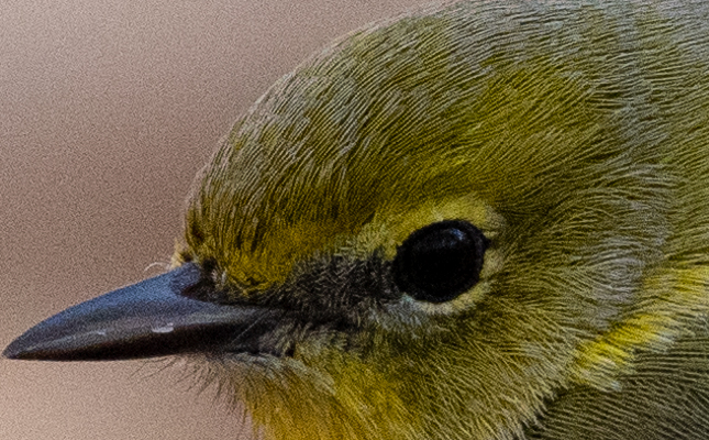 RAW crop - Unedited (other than Adobe Lightroom default settings)