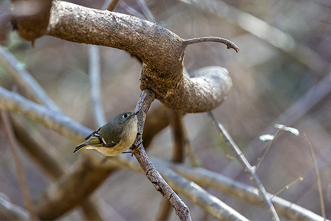 RF 100-500mm: 500mm, F7.1, 1/1000s, ISO 8000
