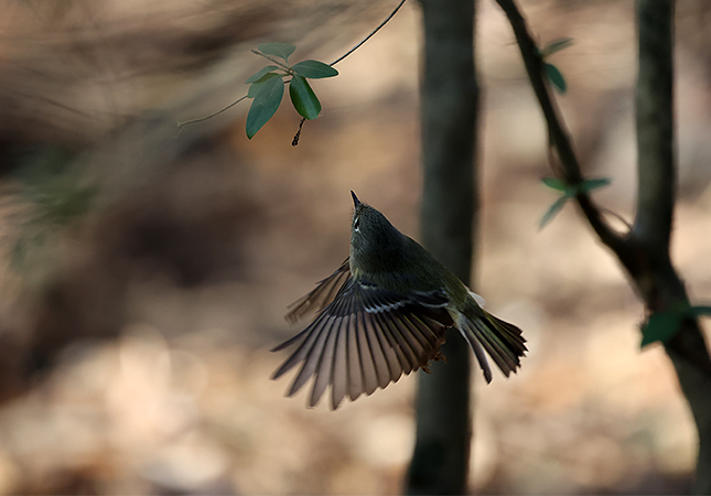 RF 100-500mm: 500mm, F7.1, 1/1000s, ISO 3200 (JPEG, cropped)