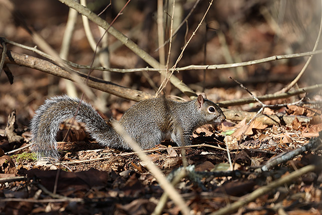 RF 100-500mm: 500mm, F7.1, 1/1000s, ISO 800