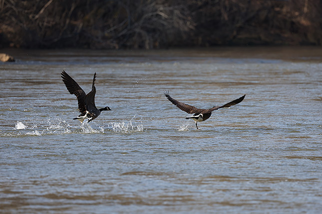 RF 100-500mm: 500mm, F7.1, 1/1000s, ISO 500 (JPEG, cropped)