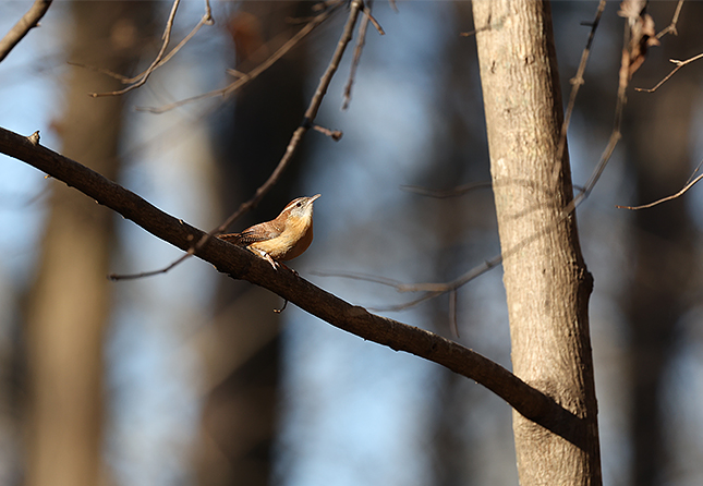 RF 100-500mm: 500mm, F7.1, 1/1600s, ISO 1250 (JPEG, cropped)