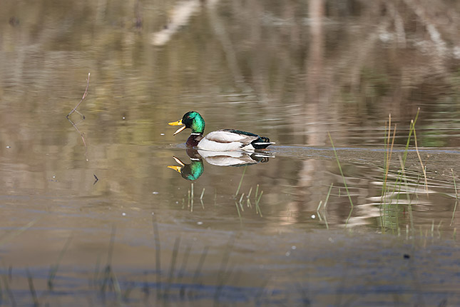 RF 100-500mm: 500mm, F7.1, 1/800s, ISO 500 (JPEG, cropped)