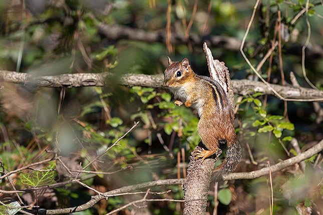 RF 100-500mm: 500mm, F7.1, 1/1600s, ISO 400 (Image edited in Lightroom. Click to see original.)