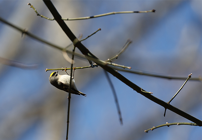RF 100-500mm: 500mm, F7.1, 1/800s, ISO 400 (JPEG, cropped)