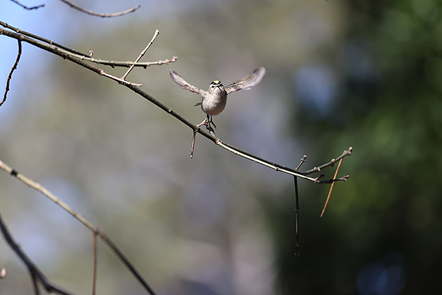 RF 100-500mm: 400mm, F6.3, 1/2000s, ISO 1250