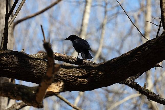 RF 100-500mm: 500mm, F7.1, 1/2000s, ISO 1250 (Image edited in Lightroom. Click to see original.)