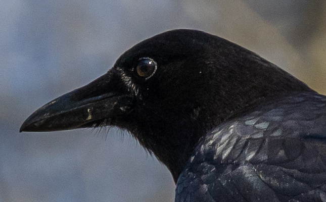 100% crop from edited RAW