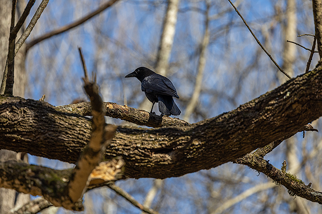 (Image edited in Lightroom. Click to see original.)