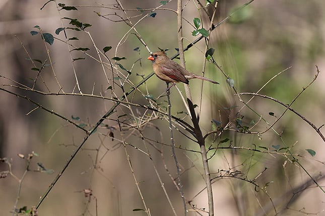 RF 100-500mm: 500mm, F7.1, 1/2000s, ISO 1600