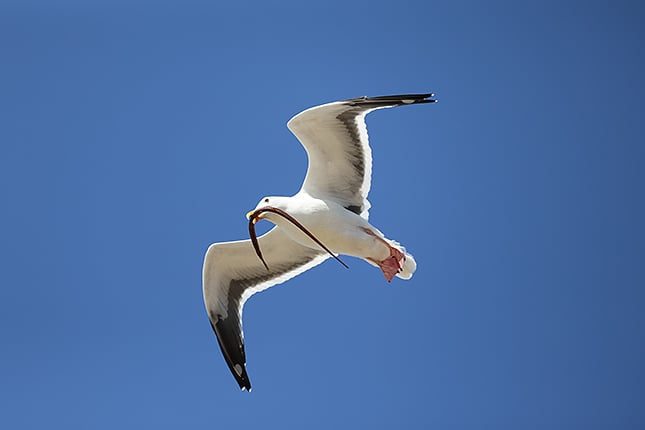R6 II + EF600mm f/4L IS III USM: 600mm, F4.5, 1/6400, ISO 800 - by Jeremy
