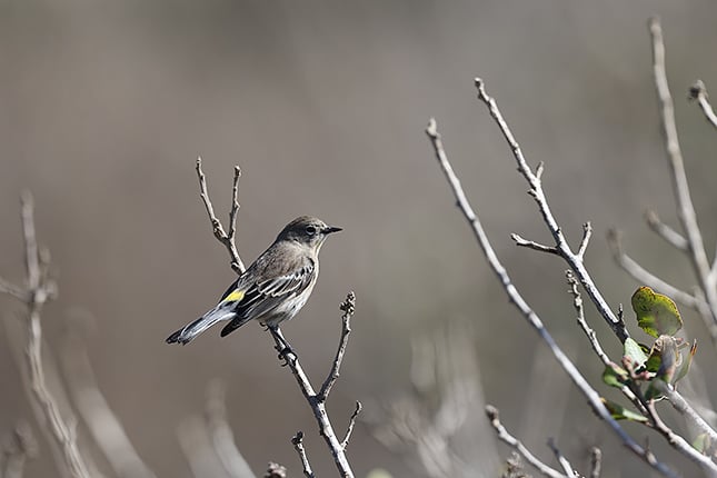 R6 II + EF600mm f/4L IS III USM: 600mm, F4.5, 1/6400, ISO 1250 - by Jeremy