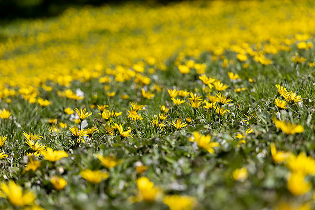 RF 24-105mm f/4L IS: 105mm, f/4, 1/1000s, ISO 100 (Note: This image has been edited in