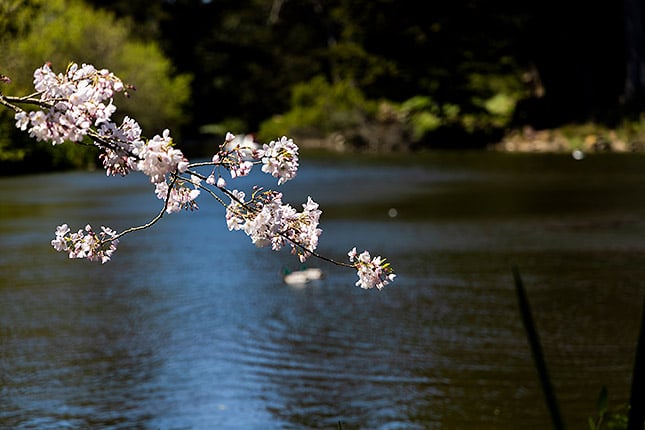 RF 24-105mm f/4L IS: 105mm, f/4, 1/640s, ISO 100 (Note: This image has been edited in
