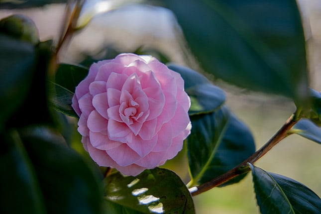 RF 24-105mm f/4L IS: 80mm, f/4, 1/200s, ISO 100 (Note: This image has been edited in