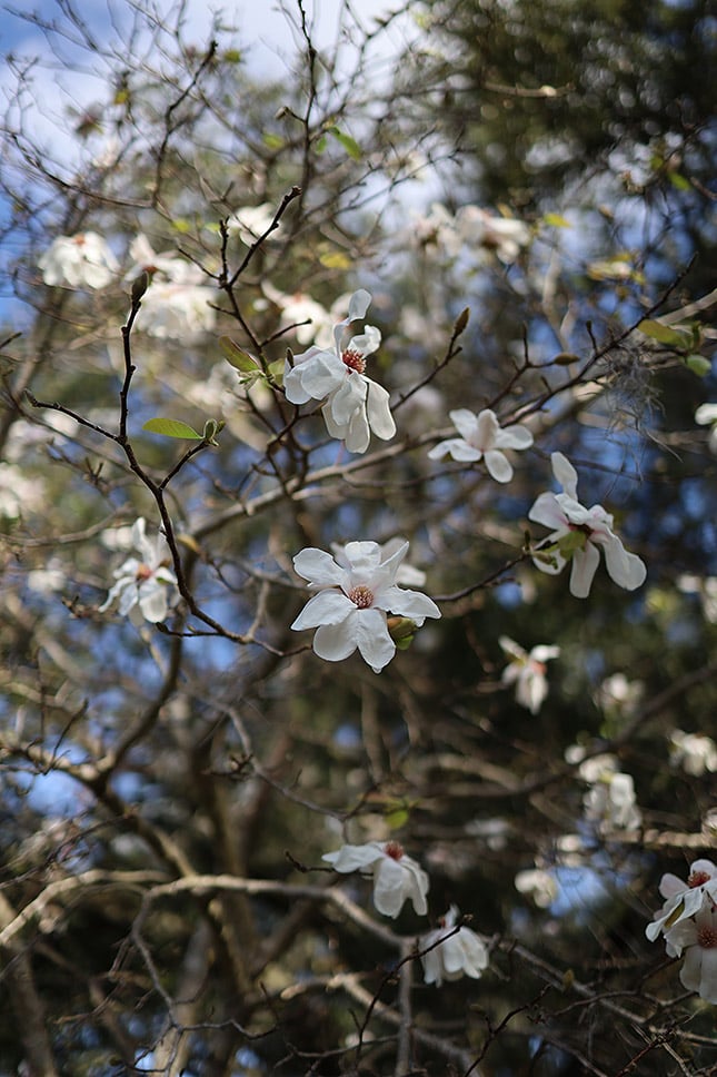 RF 35mm f/1.8 Macro: 35mm, f/1.8, 1/2500s, ISO 100