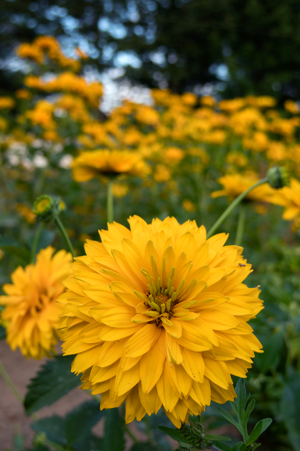 Canon PowerShot G3 X Field Test -- Gallery Image