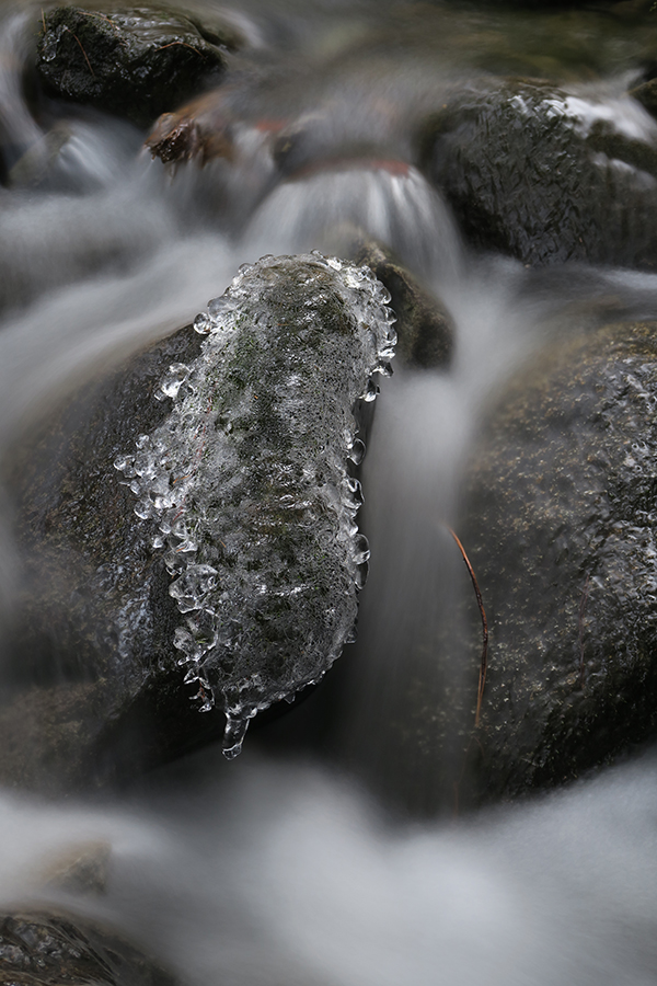 Canon G5X Field Test -- Gallery Image