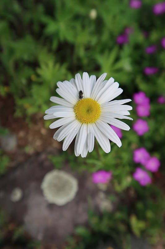 Click to see YIMG_0585.JPG