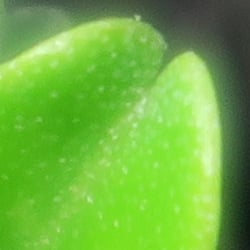 ~5 in., 24mm eq., f/1.8