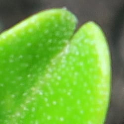 ~5 in., 24mm eq., f/2.5
