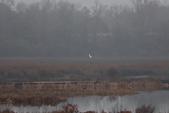 R50 + RF100-400mm F5.6-8 IS USM: 400mm, F8, 1/800s, ISO 800, -0.6EV