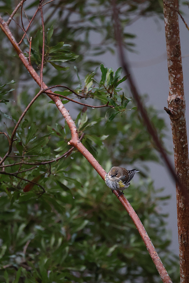 R50 + RF100-400mm F5.6-8 IS USM: 400mm, F8, 1/800s, ISO 5000, -0.6EV