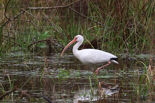 R50 + RF100-400mm F5.6-8 IS USM: 400mm, F8, 1/640s, ISO 500, -0.3EV