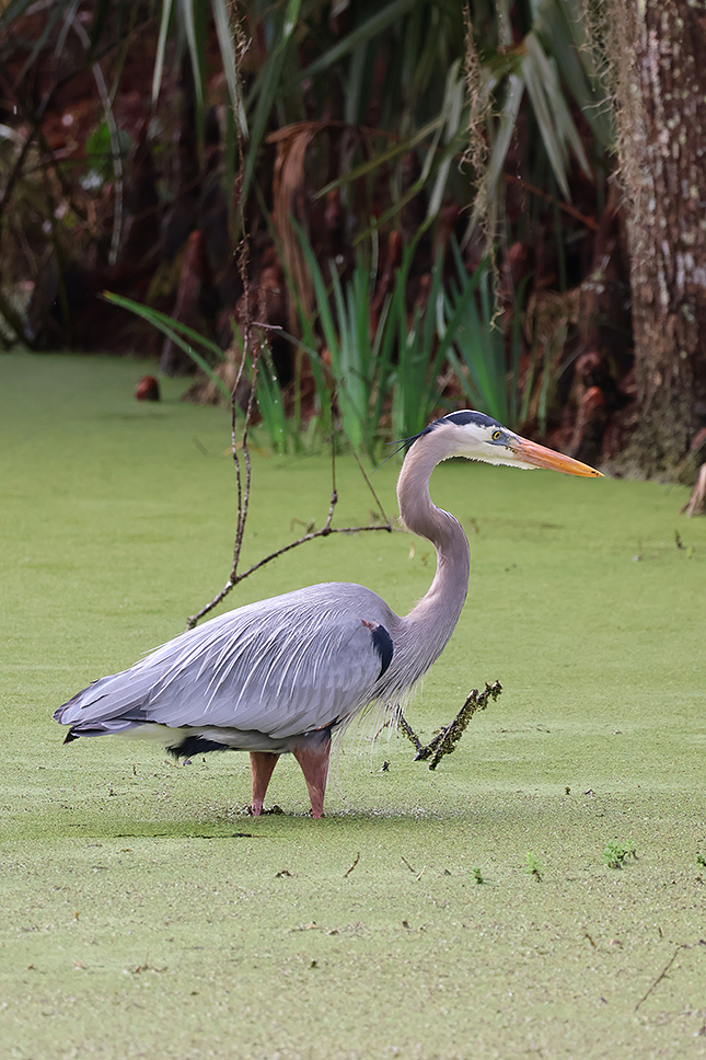 R50 + RF100-400mm F5.6-8 IS USM: 400mm, F8, 1/640s, ISO 1000