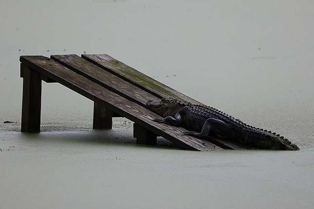 R50 + RF100-400mm F5.6-8 IS USM: 335mm, F8, 1/800s, ISO 200, -0.3EV