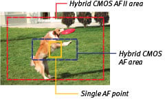 Canon SL1 review -- Autofocus area