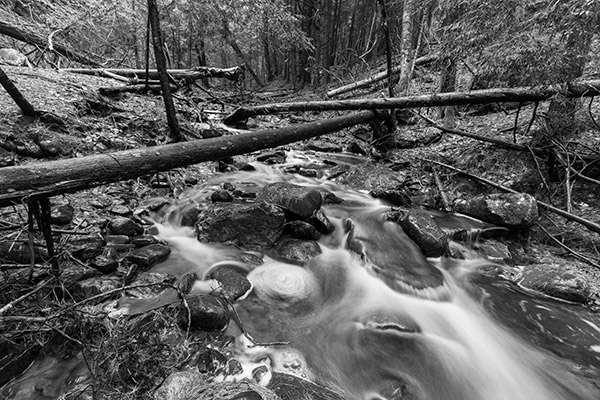 Canon SL2 Review: Field Test -- Gallery Image
