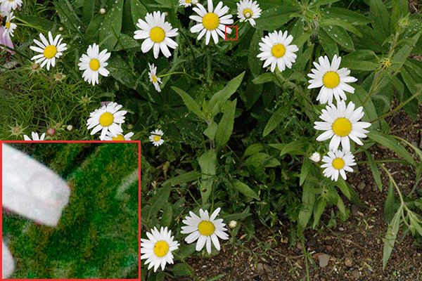 Rebel T6i (EOS 750D) Field Test image 18