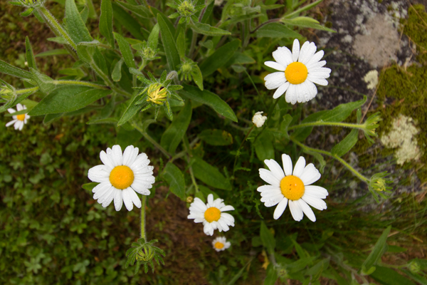 Canon T6i Review -- Gallery Image