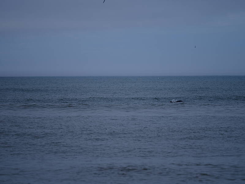 Click to see Y-DP-F8987.JPG