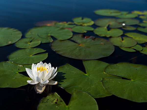 Fujifilm GFX 100 Review: Field Test -- Gallery Image
