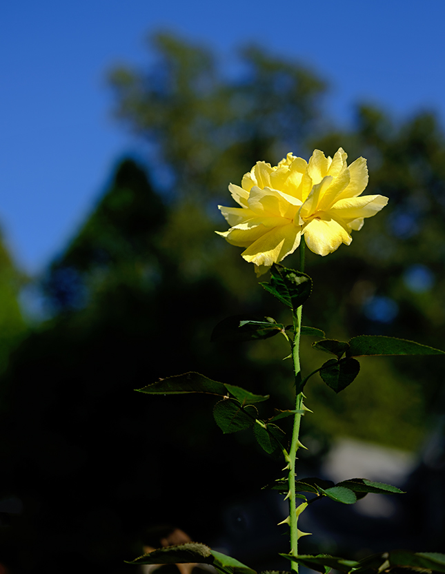 Fujifilm GFX-50R - Sample Image