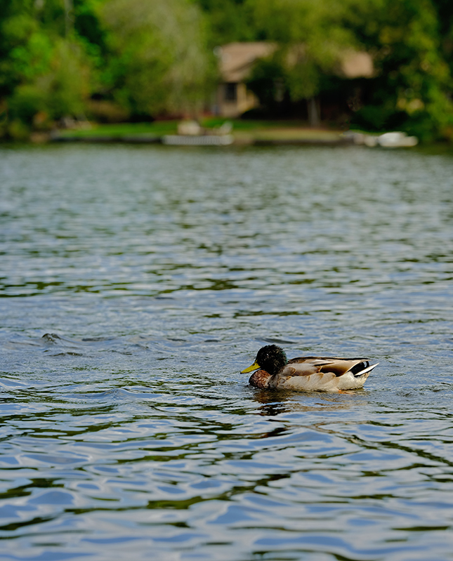 Fujifilm GFX-50R - Sample Image