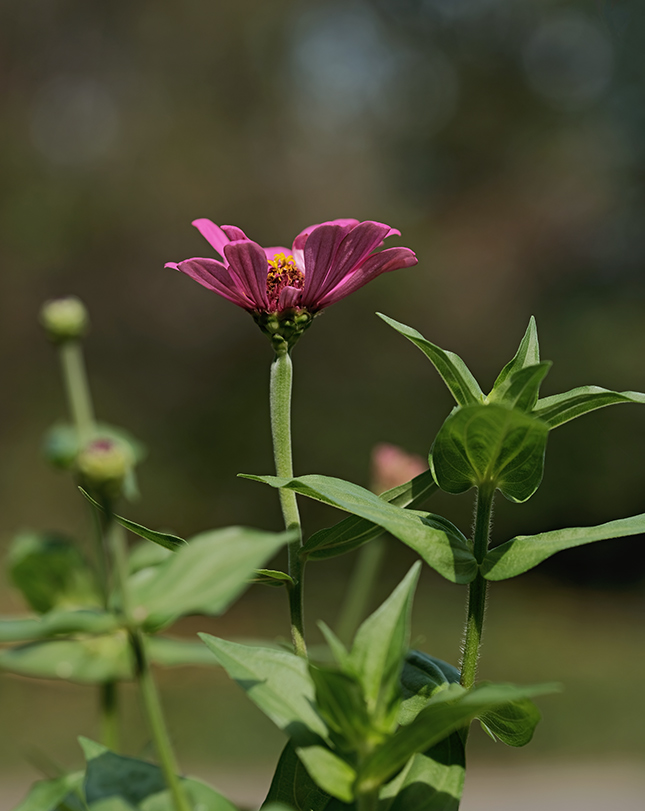 Fujifilm GFX-50R - Sample Image