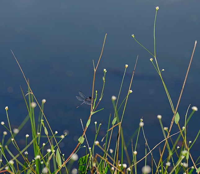 Fujifilm GFX-50R - Sample Image
