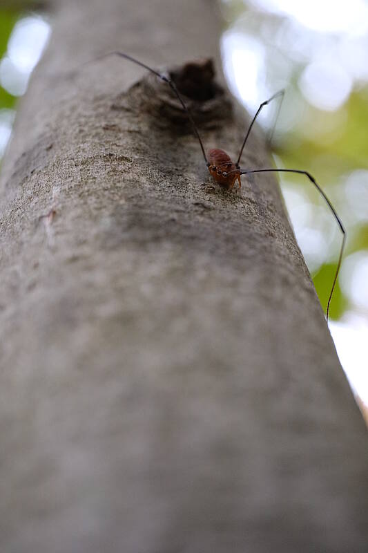 Click to see Y-WB-XF30Macro-DSCF2493.JPG