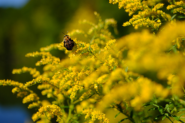 XF 33mm F1.4: 33mm, F1.8, 1/4700s, ISO 125, -0.3EVs (Velvia Film Simulation)