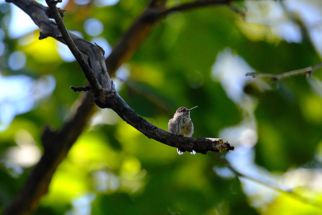 XF 150-600mm F5.6-8: 520mm, F7.1, 1/1250s, ISO 4000 (Velvia Film Simulation)