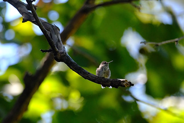 XF 150-600mm F5.6-8: 520mm, F7.1, 1/1250s, ISO 4000 (Velvia Film Simulation)