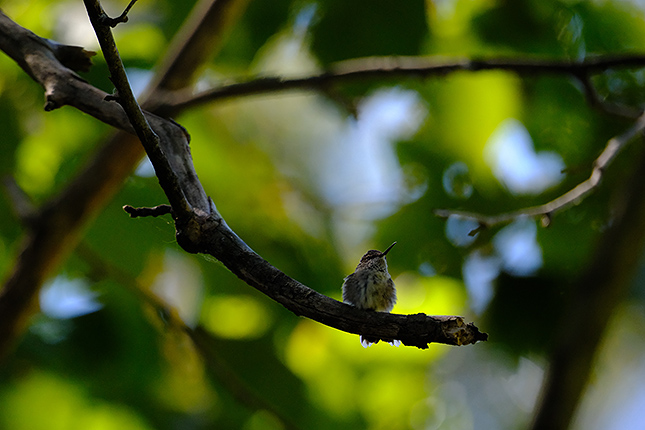 XF 150-600mm F5.6-8: 520mm, F7.1, 1/1250s, ISO 3200 (Velvia Film Simulation)